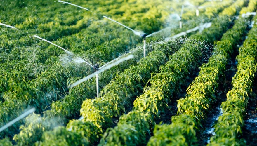 irrigation